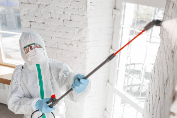 Best Mold Odor Removal Services  in Auburn, NE